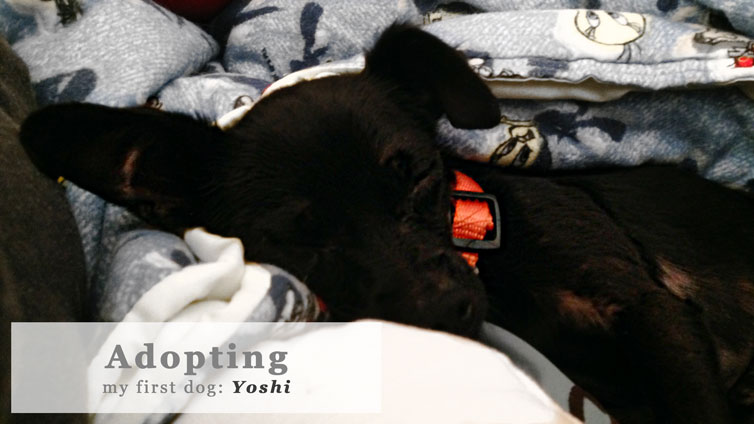 Adopting-My-First-Dog-Yoshi